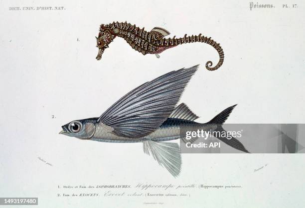 Planche illustrée du "Dictionnaire universel d'histoire naturelle" de Charles Henry Dessalines d'Orbigny paru en 1849.