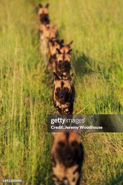 wild dogs walking in a line - african wild dog stock pictures, royalty-free photos & images