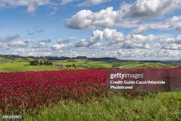 tuscany, sulla leguminosa coltivation near volterra - leguminosa stock pictures, royalty-free photos & images