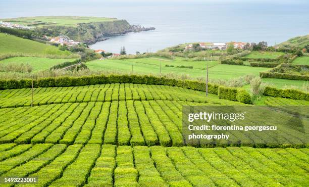 terraces of bushes running in rows across the hills at the gorreana tea plantation and factory near porto formoso, , furnas, sao miguel island, azores, portugal - plantation tea bildbanksfoton och bilder