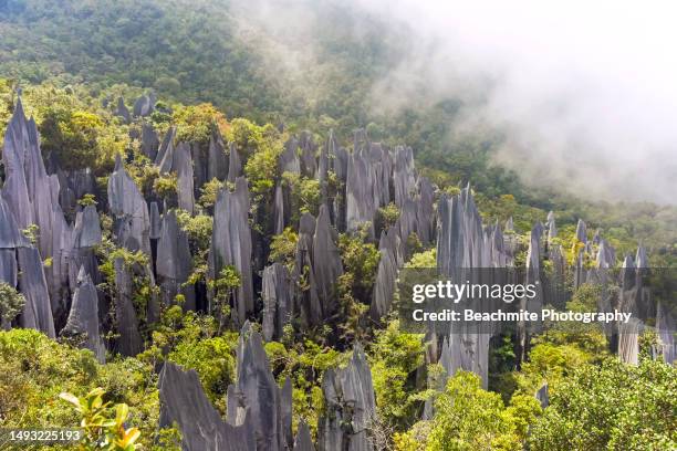 the mulu pinnacles in gunung mulu national park, sarawak, malaysia - gunung mulu national park stock pictures, royalty-free photos & images