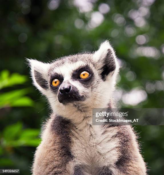 ring tailed lemure sitting on a roof - lemur stockfoto's en -beelden