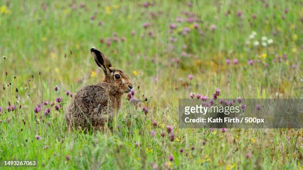 close-up of rabbit on field,preston,united kingdom,uk - brown hare stockfoto's en -beelden