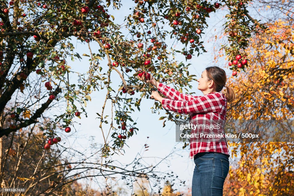 Pick Ripe Apple Woman Picking Ripe Apples On Farm Farmer Grabbing Apples From Tree In ...