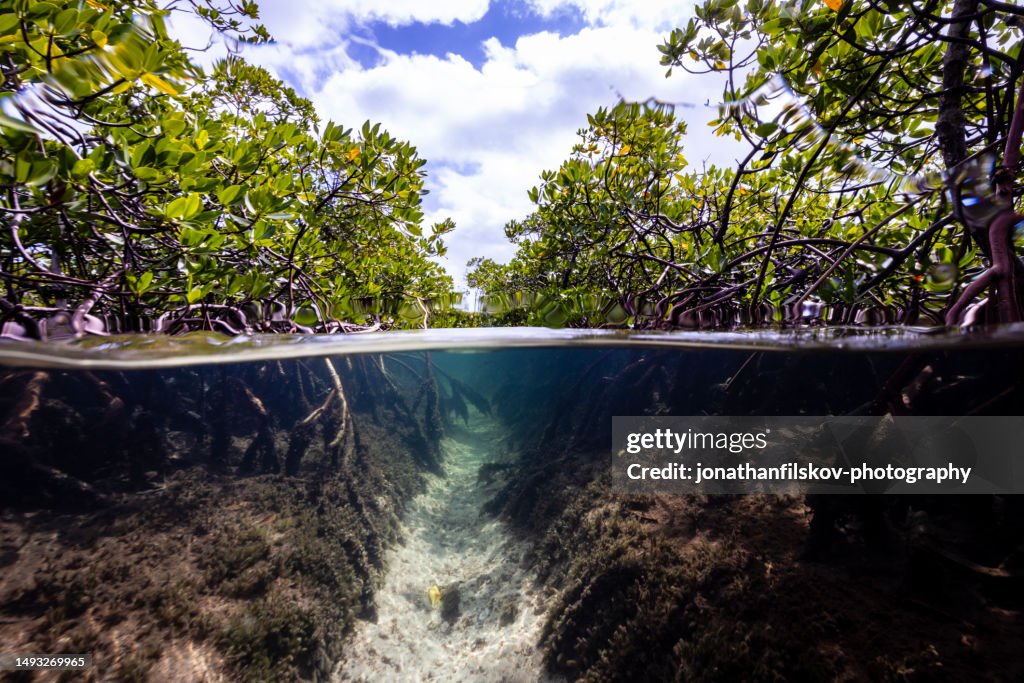 Bosque de manglares
