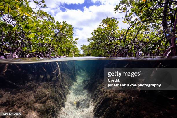 mangrove forest - carbon capture stock pictures, royalty-free photos & images
