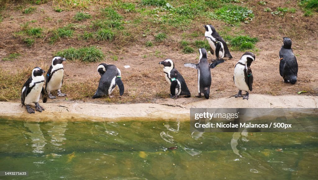Group of penguins on lake shore in zoo