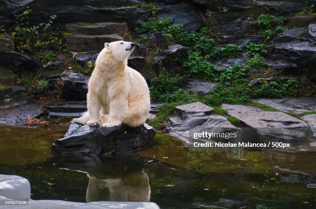 Polar Bear sitting on rock and looking in front to visitors in zoo