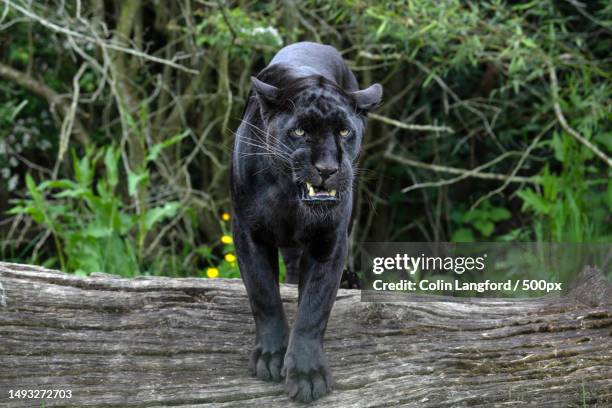 portrait of black jaguar standing on tree stump,smarden,ashford,united kingdom,uk - black panther stock-fotos und bilder