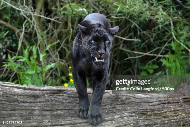 portrait of black jaguar standing on tree stump,smarden,ashford,united kingdom,uk - black leopard stock-fotos und bilder