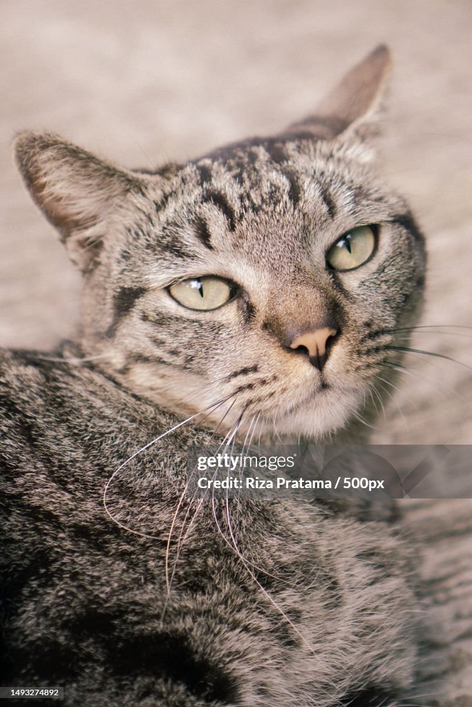 Close-up portrait of tabby cat