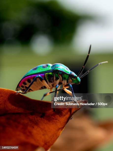 Shingru Insect 40 Chinsurah Stock Photos, High-Res Pictures, and Images - Getty Images