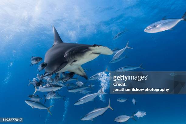 hammerhai unter wasser - food chain stock-fotos und bilder