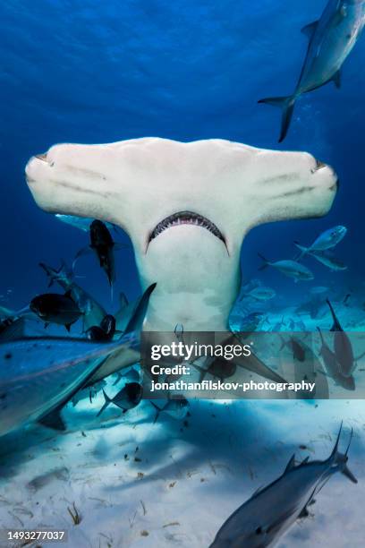 hammerhead shark underwater - deep sea diving stockfoto's en -beelden