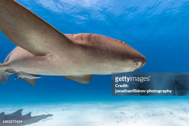 nurse shark underwater - nurse shark stock pictures, royalty-free photos & images