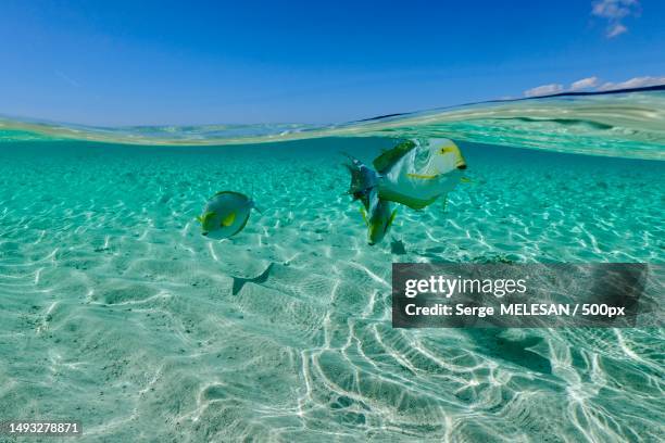 woman snorkeling in sea,mayotte - comores stock pictures, royalty-free photos & images