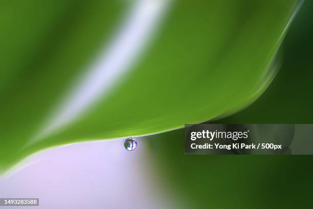 close-up of water drop on leaf,daejeon,south korea - daejeon stock pictures, royalty-free photos & images