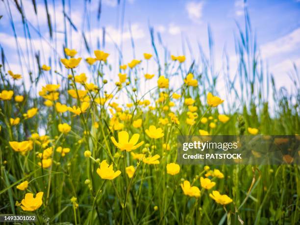 meadow buttercup flowers blossoming in springtime - buttercup stock pictures, royalty-free photos & images