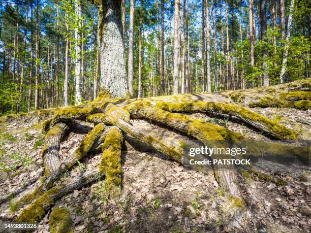 Overgrown Roots Photos and Premium High Res Pictures - Getty Images