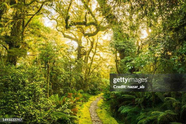 hiking trails of new zealand. - fiordland national park stock pictures, royalty-free photos & images