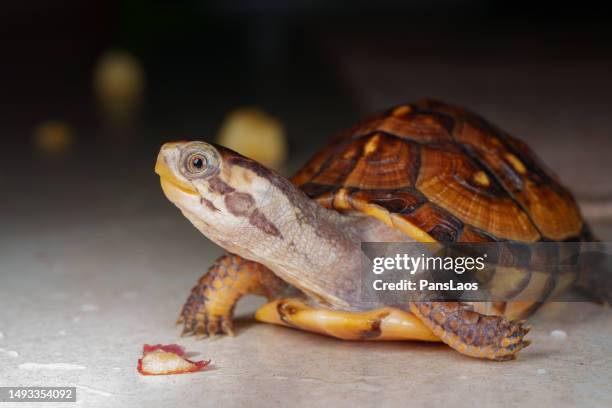 Asian Box Turtle Shell 144 Asian Box Turtle Stock Photos, High-Res Pictures, and Images ...