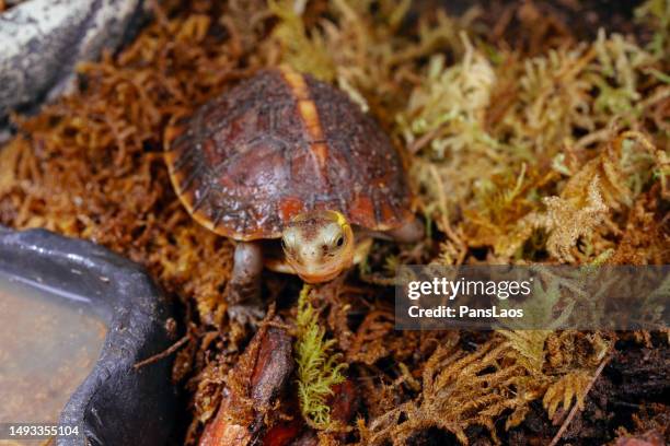 Asian Box Turtle Shell 144 Asian Box Turtle Stock Photos, High-Res Pictures, and Images ...