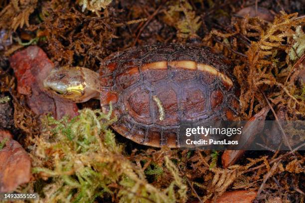 chinese box turtle pet - box turtle stock pictures, royalty-free photos & images