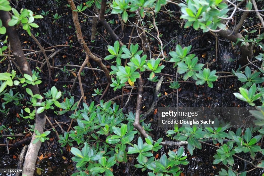 Mangrove swamp area