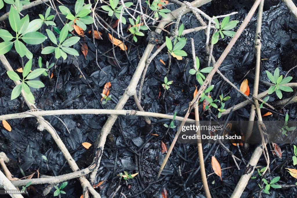 Swamp area in a mangrove forest