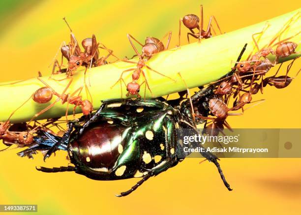 ameisen helfen, käfer zum nest zu tragen - tierverhalten. - animal antenna stock-fotos und bilder