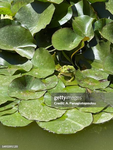 frog on lily - prince charming stock pictures, royalty-free photos & images