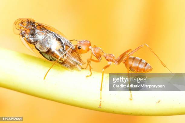 ameisenmandibeln, die insekten als nahrung tragen - tierverhalten. - animal antenna stock-fotos und bilder