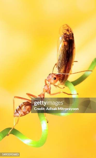 ameisenmandibeln, die insekten als nahrung tragen - tierverhalten. - animal antenna stock-fotos und bilder