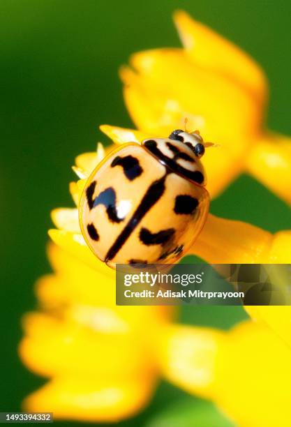 marienkäfer auf gelber blume - tierverhalten. - macro animal stock-fotos und bilder