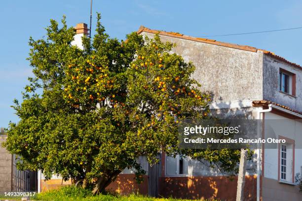 oranges and leaves hanging on beautiful tree, clear blue sky background. - big mandarin stock pictures, royalty-free photos & images