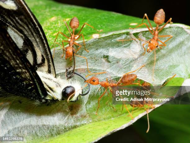 ameisen, die schmetterlinge zum nest tragen - tierverhalten. - animal antenna stock-fotos und bilder