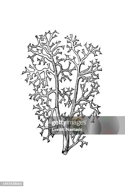 cladonia rangiferina (reindeer lichen) - cladonia stock illustrations