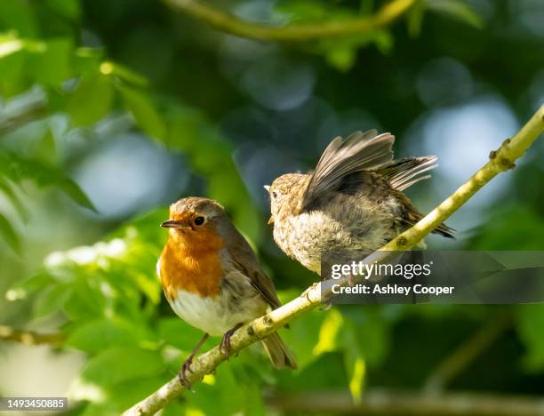 Spring Fledging 40 Fledgling Robin Stock Photos, High-Res Pictures, and Images - Getty ...