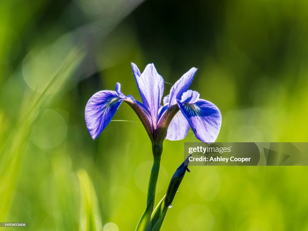 Backlit Butterfly Iris, Iris spuria, with spiders silk, in Ambleside, Lake District, UK.