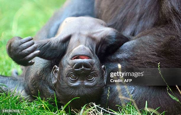 In this file picture taken on August 7, 2007 Nine-week-old baby gorilla Tatu lays in the arms of her mother Kijivu at the gorilla enclosure of the...