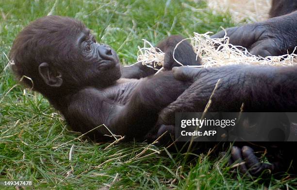 In this file picture taken on August 7, 2007 Nine-week-old baby gorilla Tatu lays in the arms of her mother Kijivu at the gorilla enclosure of the...