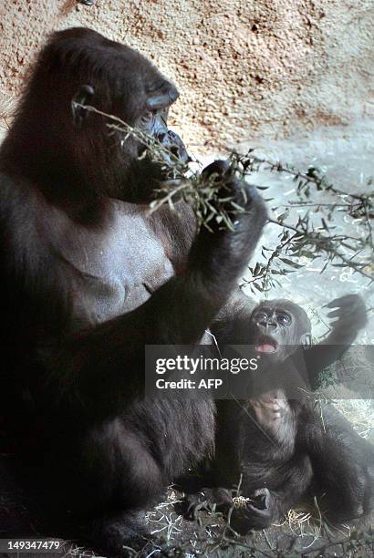 In this file picture taken on August 7, 2007 Nine-week-old baby gorilla Tatu lays in the arms of her mother Kijivu at the gorilla enclosure of the...