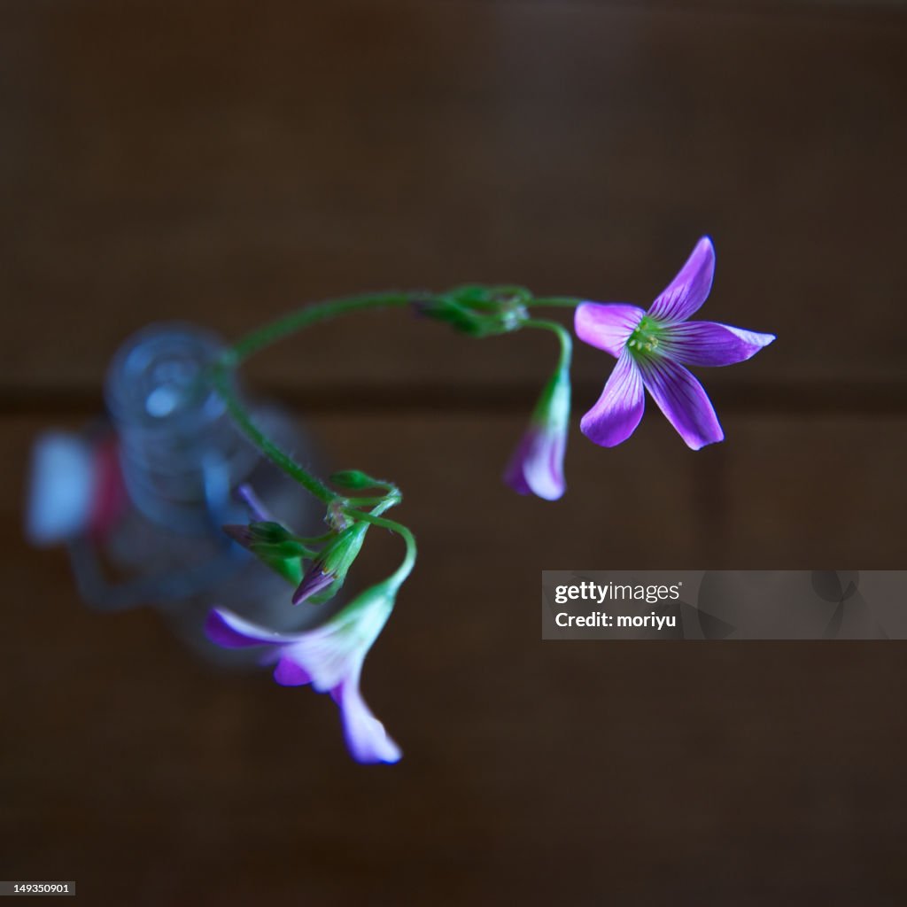 Violet wood-sorrel