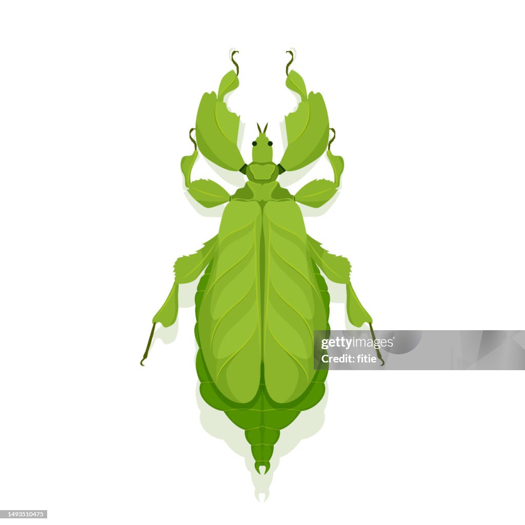 Vector illustration of Leaf insect Phyllium celebicum isolated on white background.