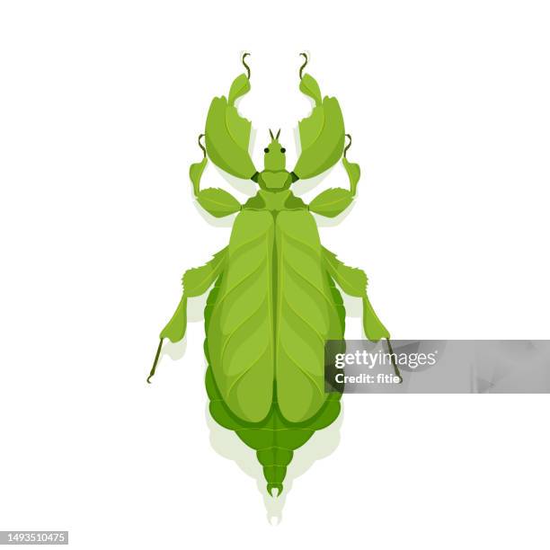 vector illustration of leaf insect phyllium celebicum isolated on white background. - bay leaf stock illustrations