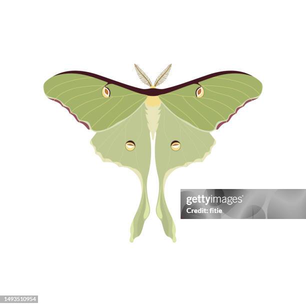 vector illustration of symmetrical abstract luna moth. - animal antenna stock illustrations