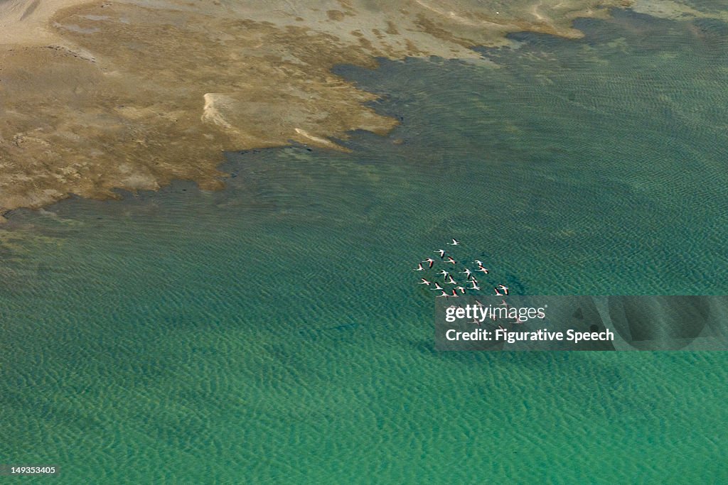 Flamingos in shallow seas