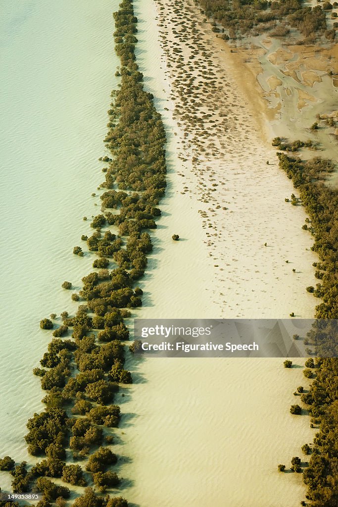 Abu Dhabi - Mangroves at shallows