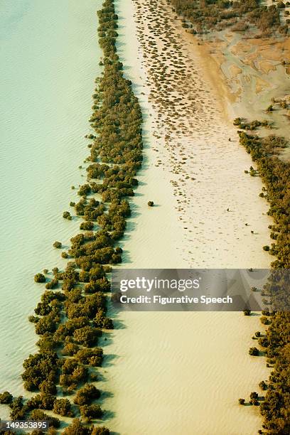 abu dhabi - mangroves at shallows - abu dhabi mangroves stock pictures, royalty-free photos & images