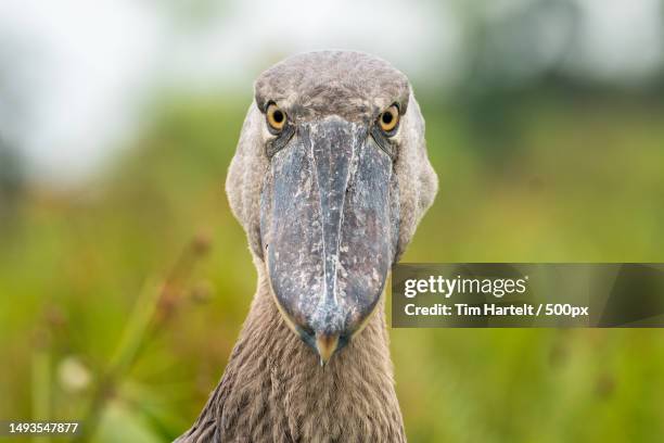 close-up portrait of shoebilled stork,mabamba swamps,entebbe,uganda - shoebill stock pictures, royalty-free photos & images